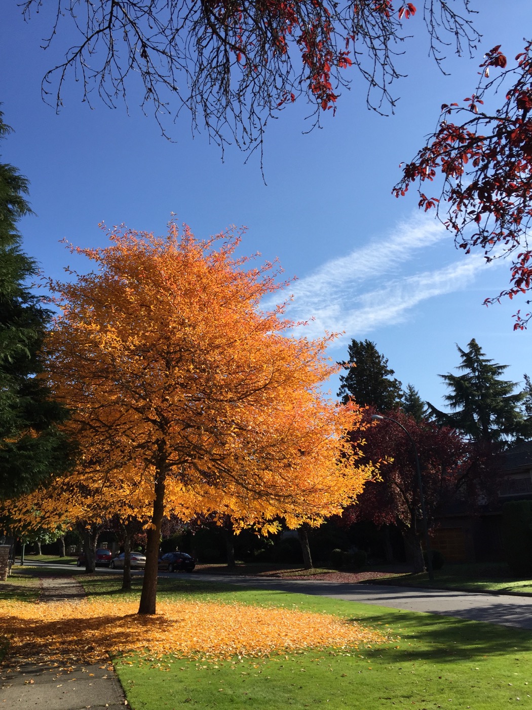 Fall in Vancouver