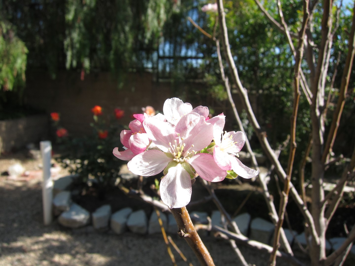 Apple Tree