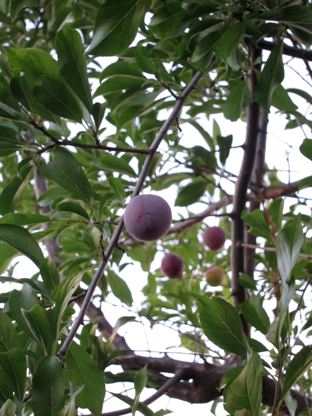 Plum Tree