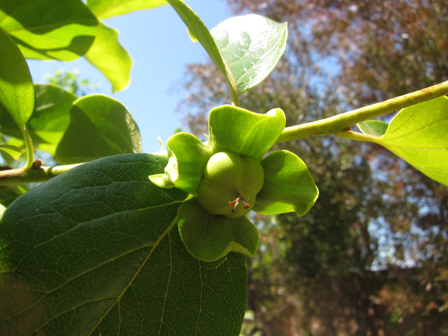 Persimmon