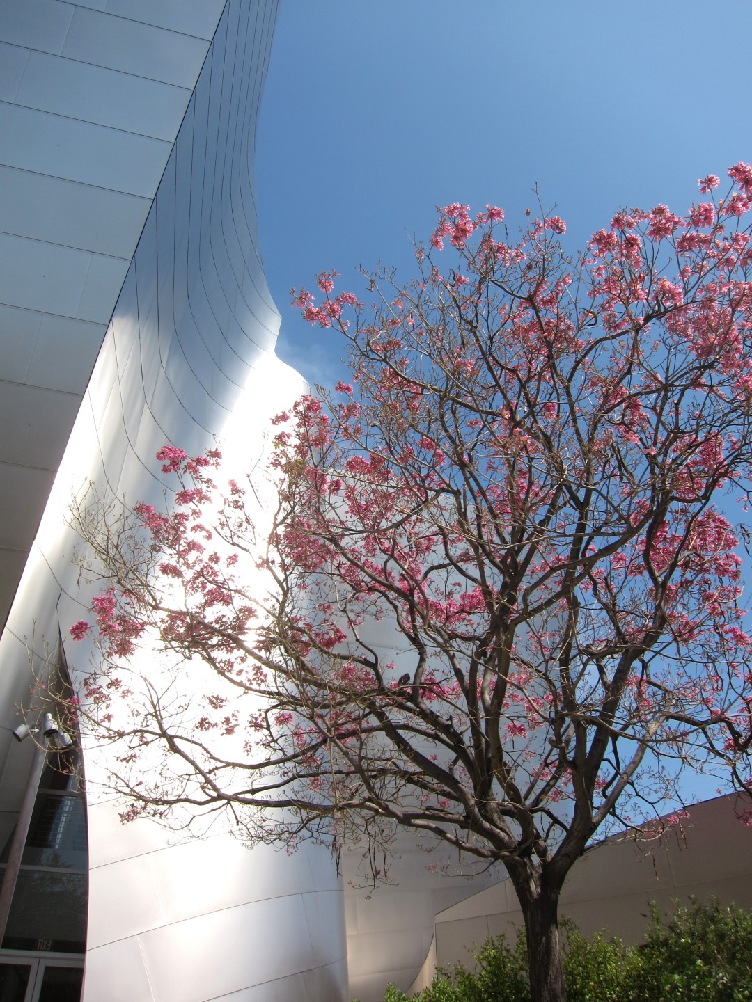 Walt Disney Concert Hall