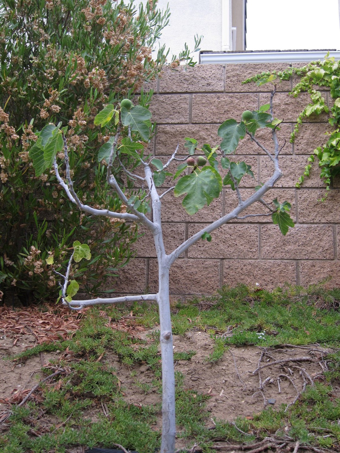 Fig tree