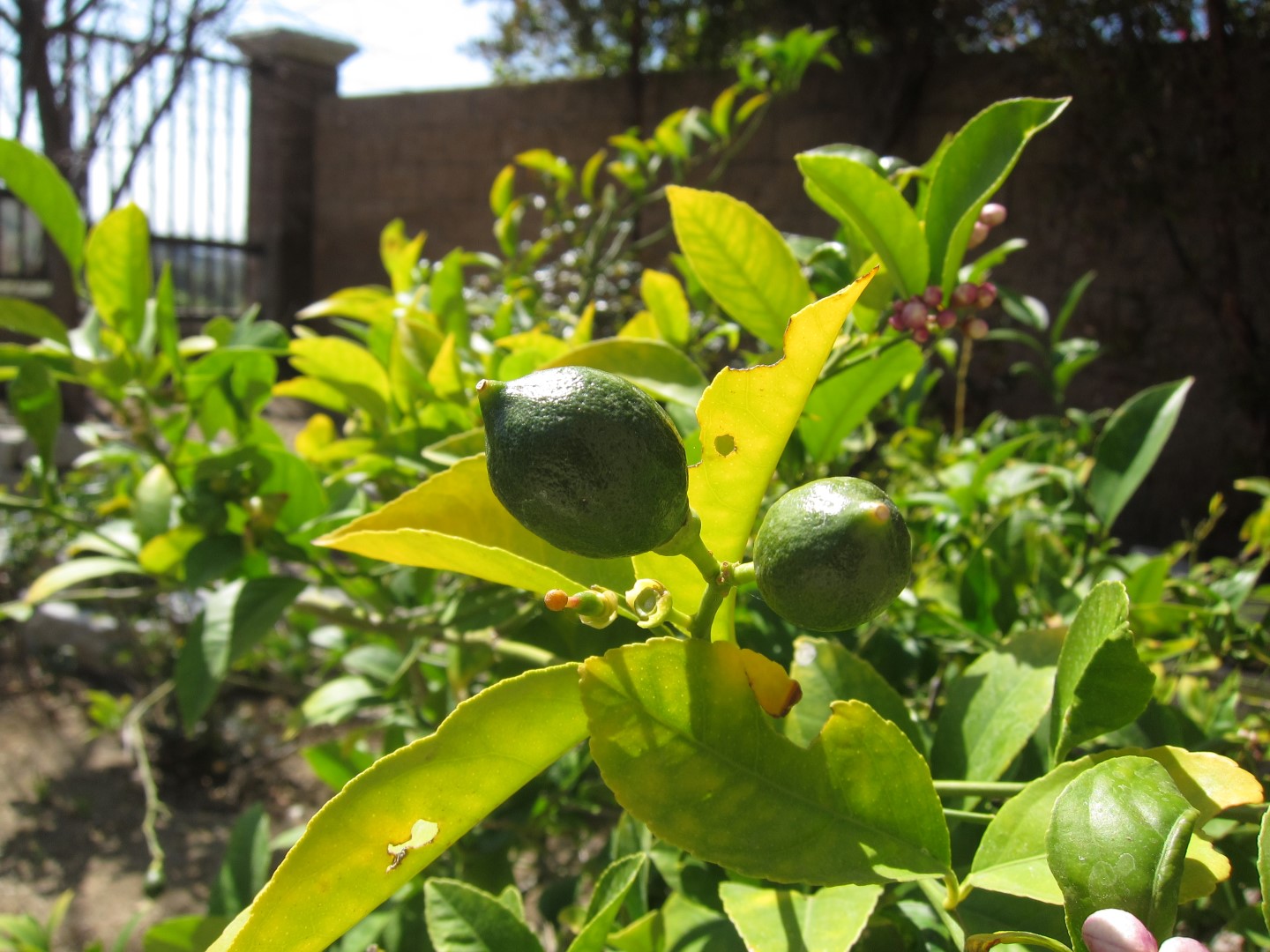 Lemon tree