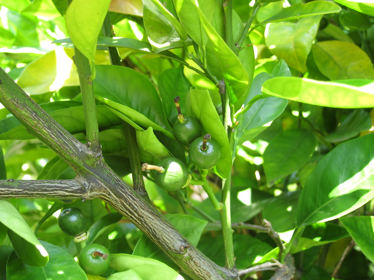 Navel Oranges