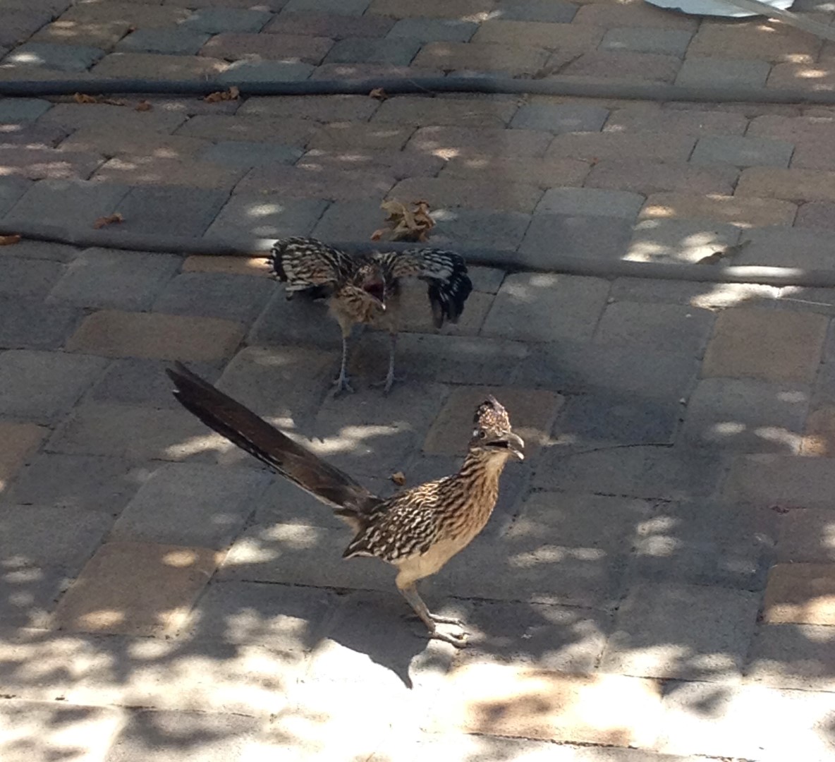 Roadrunners
