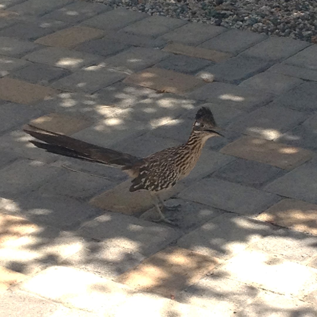 Roadrunners