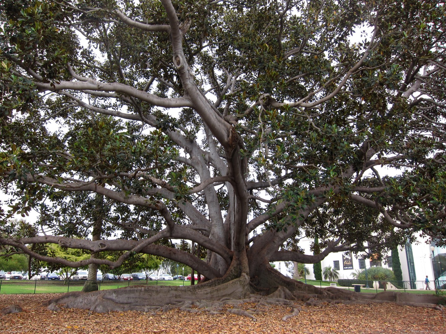 Balboa Park 