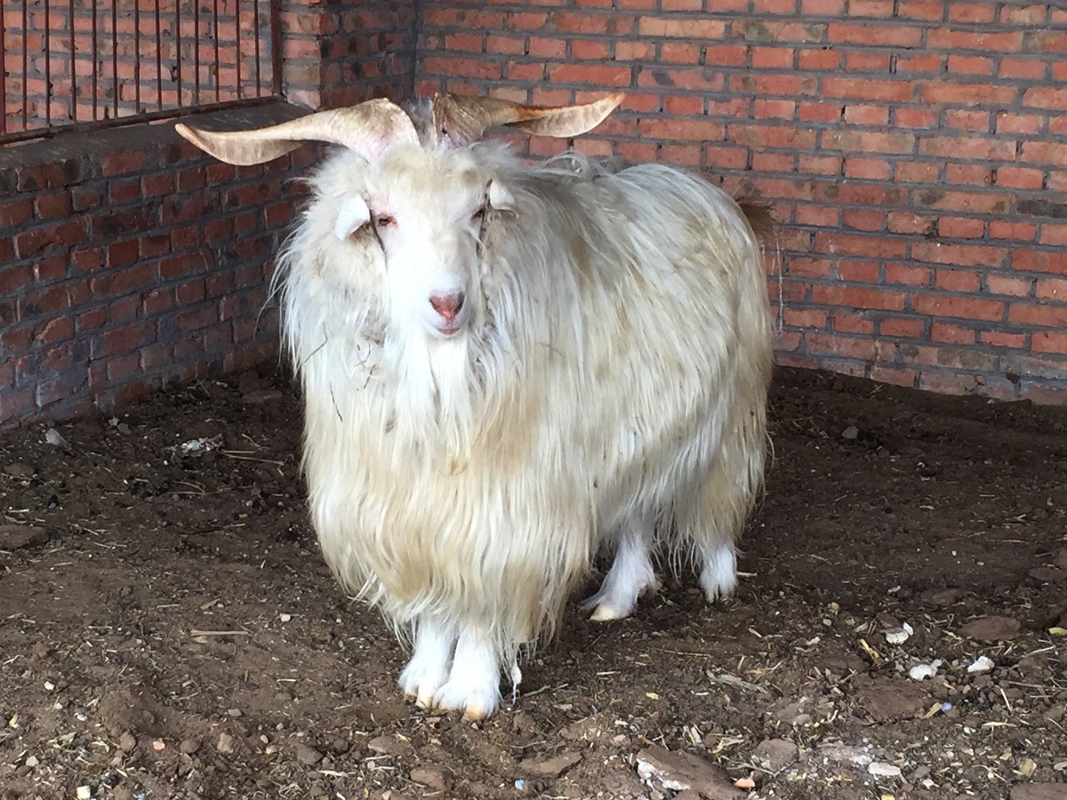 Cashmere Goat