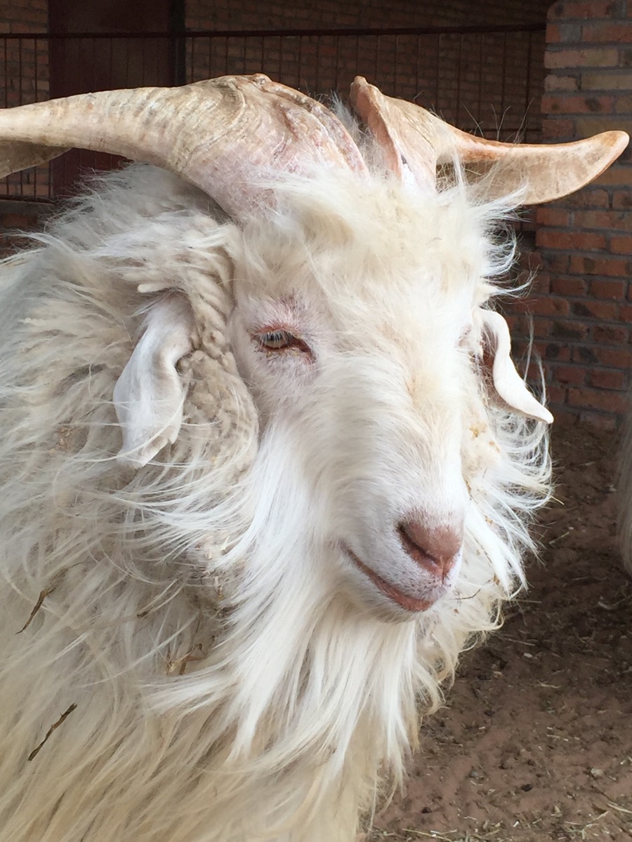 Cashmere Goat