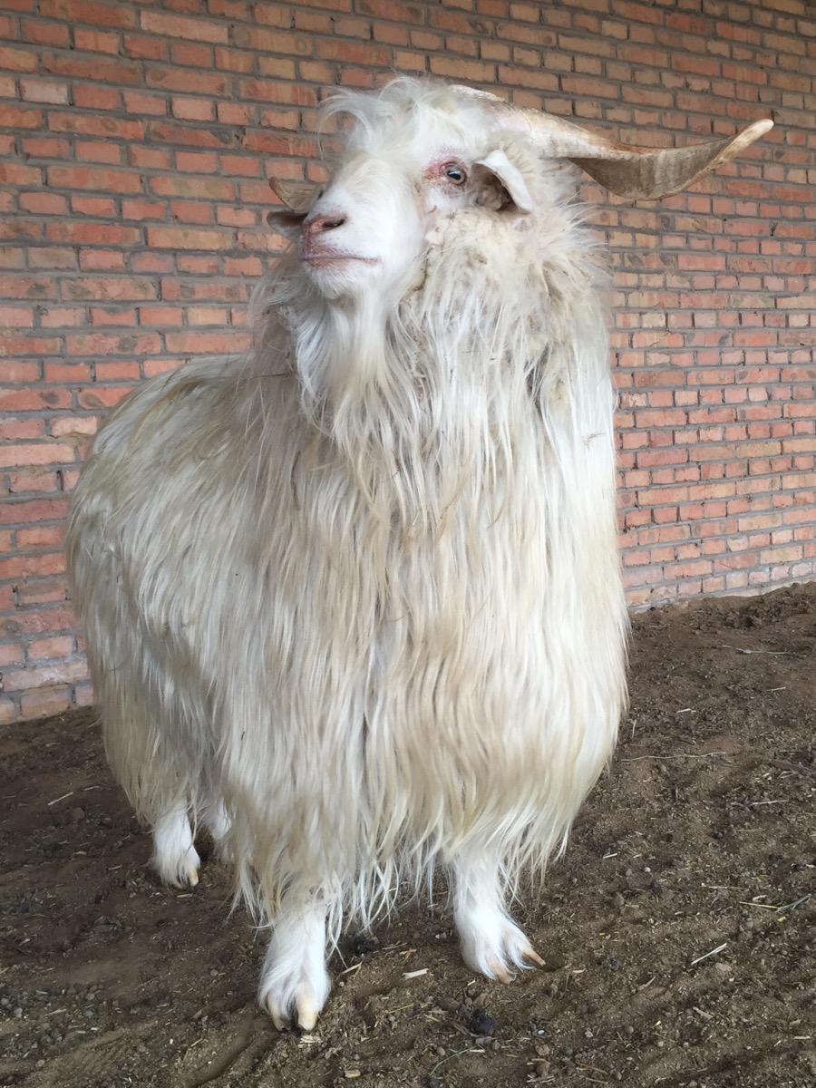 Cashmere Goat