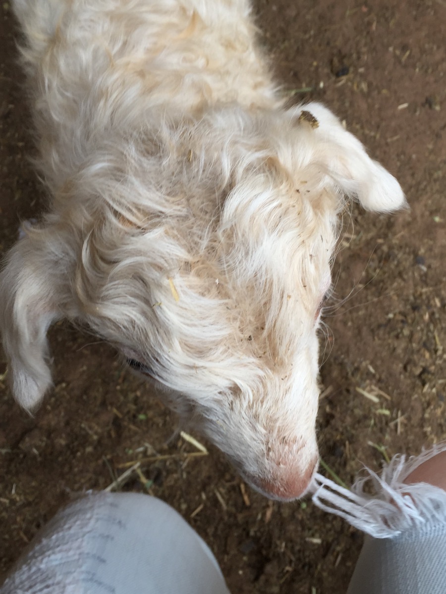 Cashmere Goat