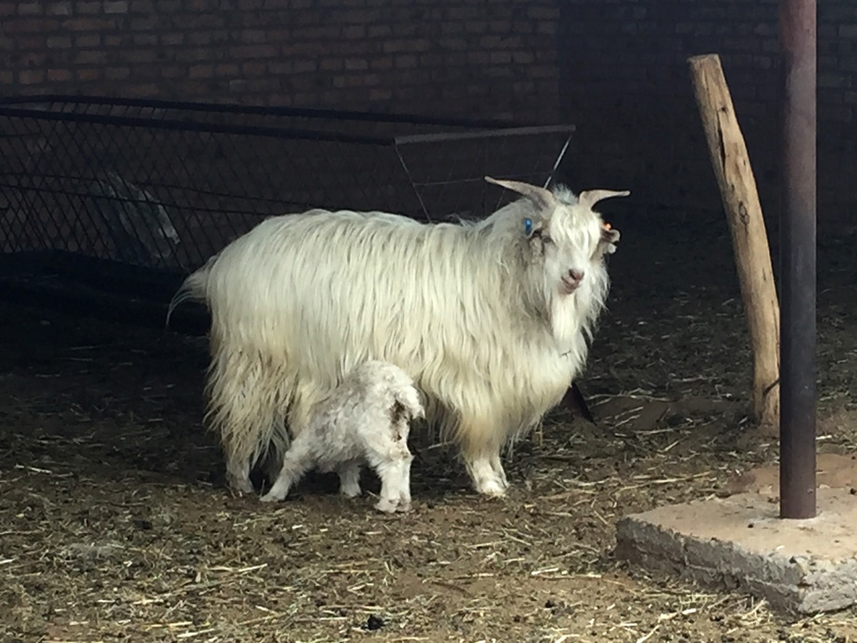 Cashmere Goat