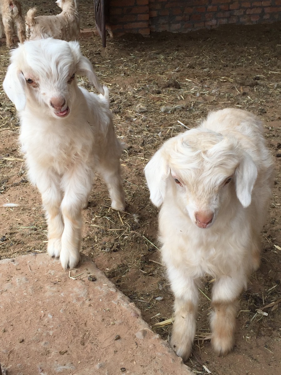 Cashmere Goat