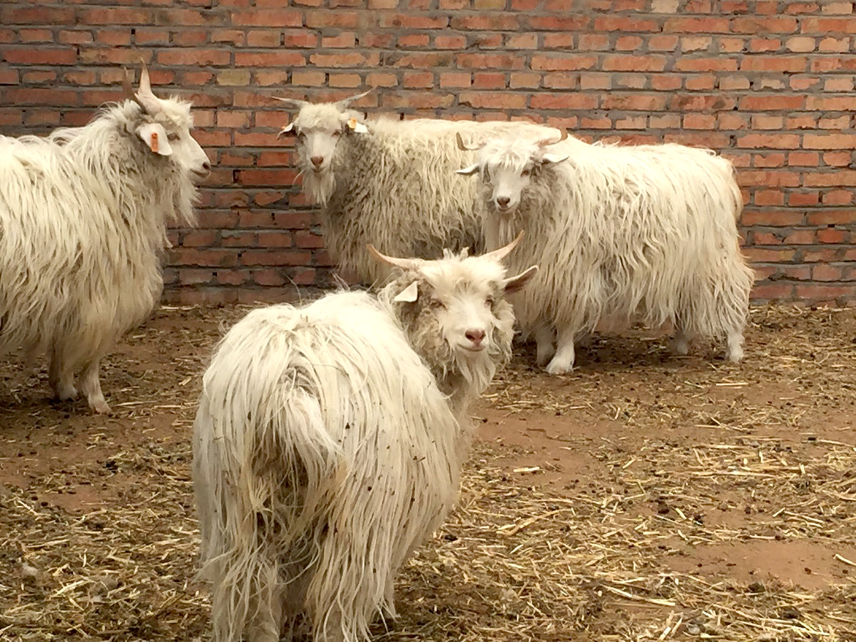 Cashmere Goat