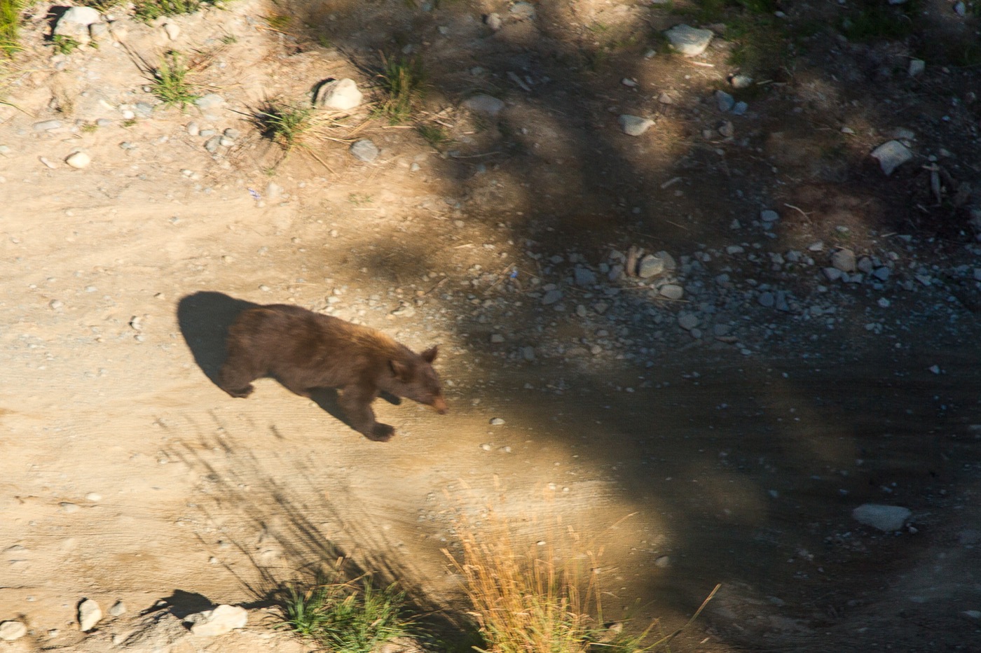 Whistler