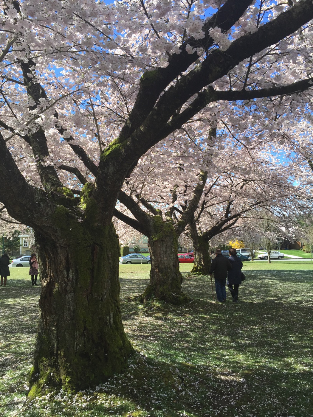 Cherry Blossom