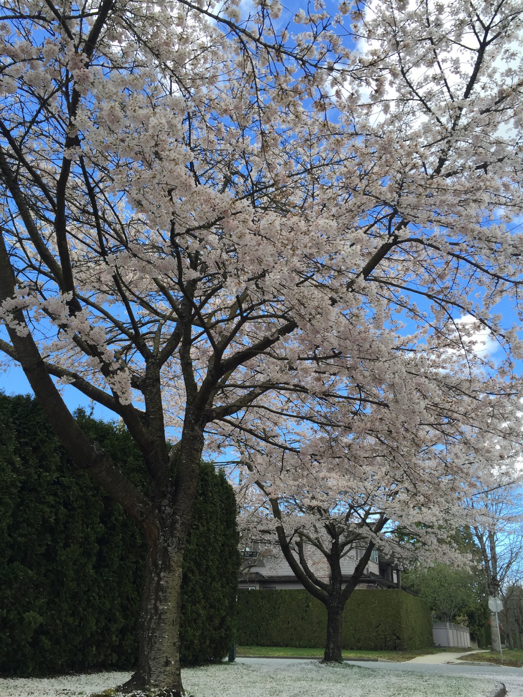 Cherry Blossom