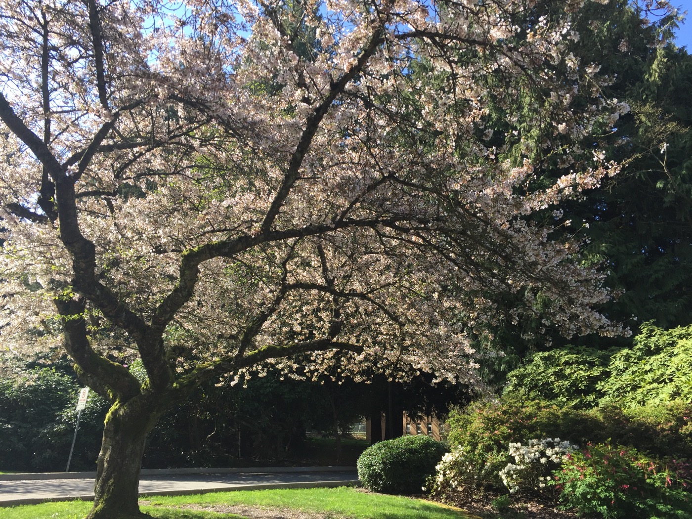 Cherry Blossom