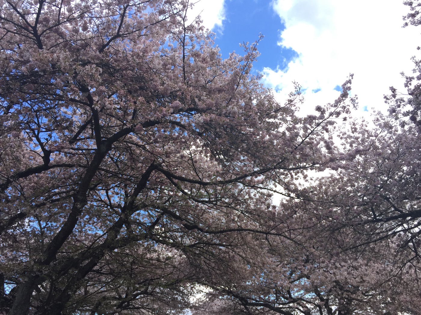 Cherry Blossom