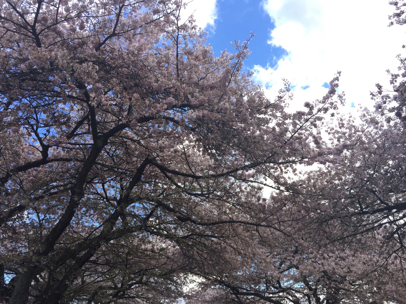 Cherry Blossom