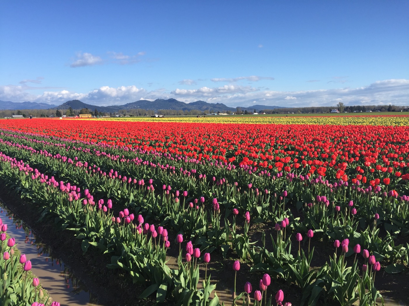 Skagit tulips