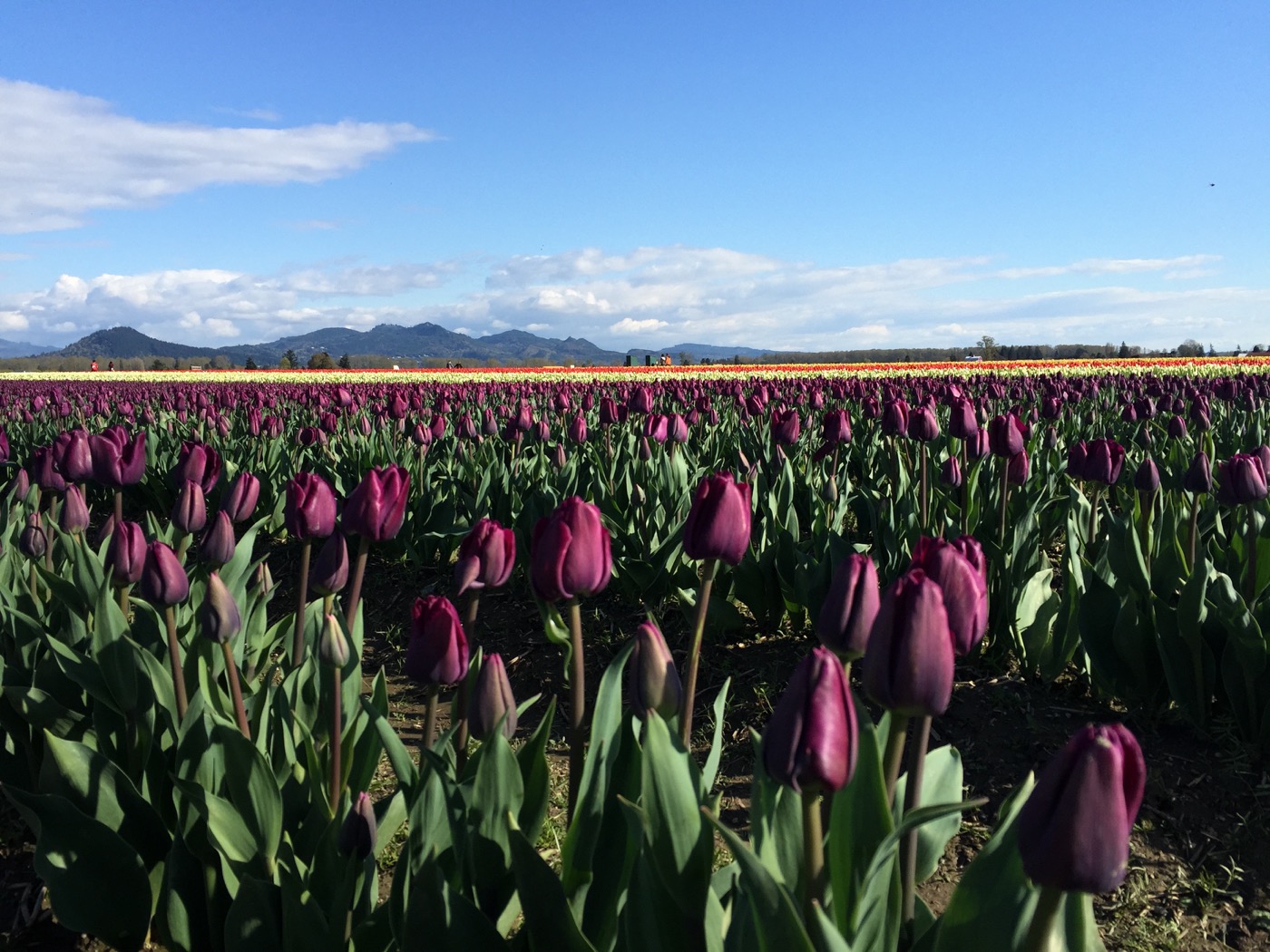 Skagit tulips