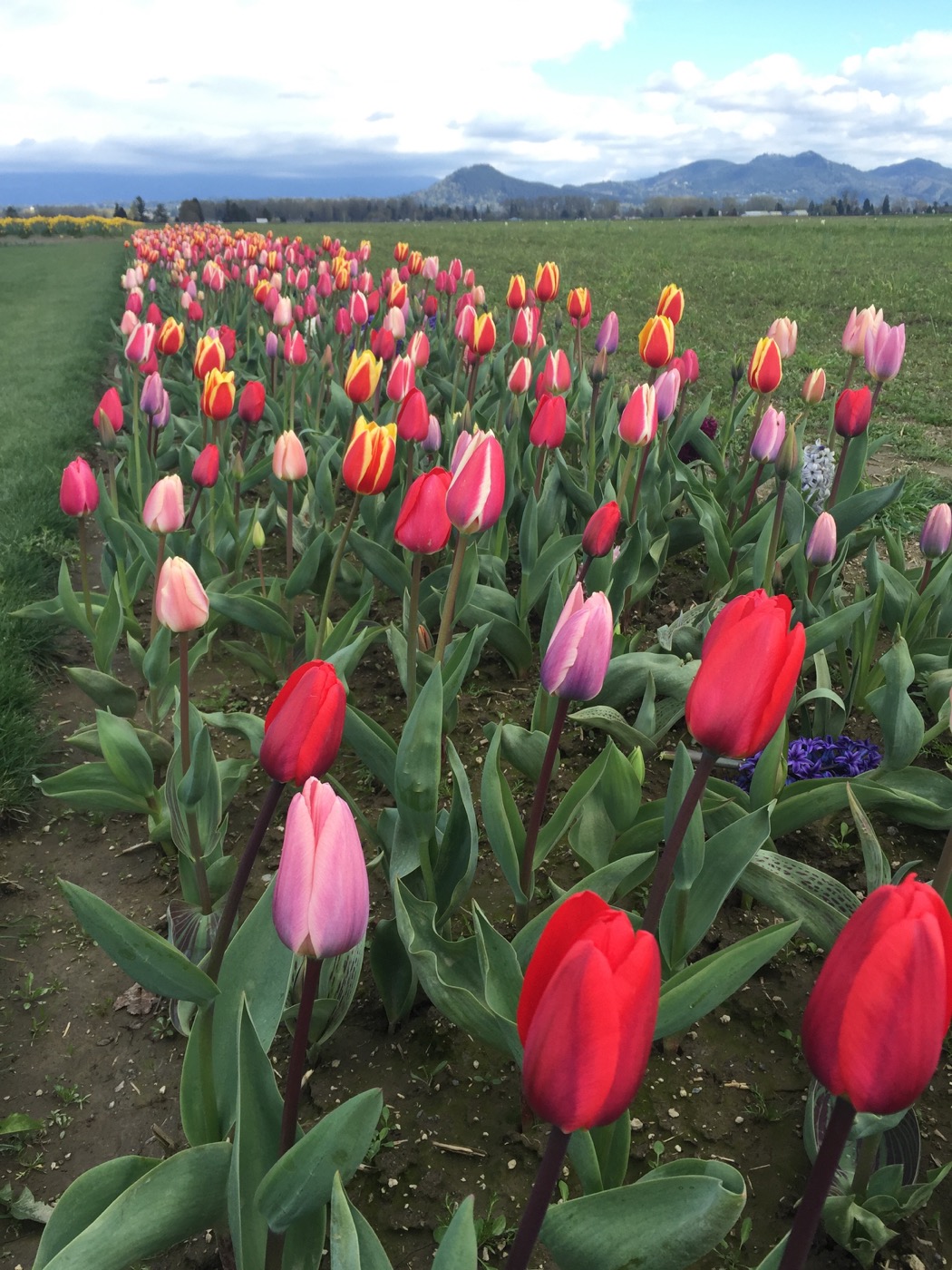 Skagit tulips