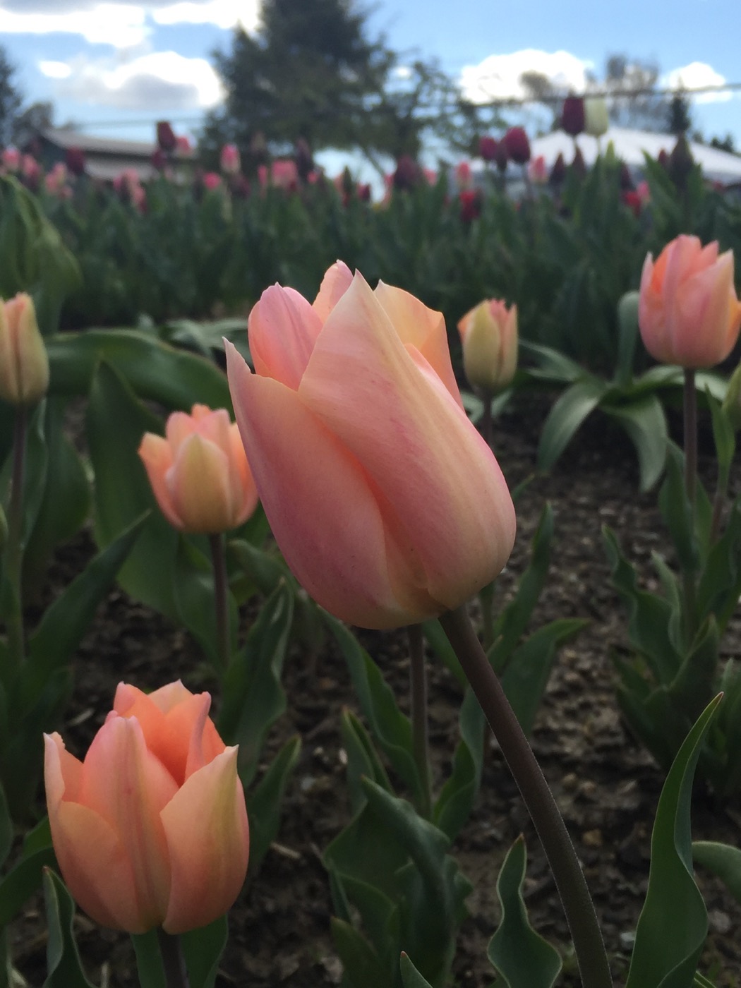 Skagit tulips