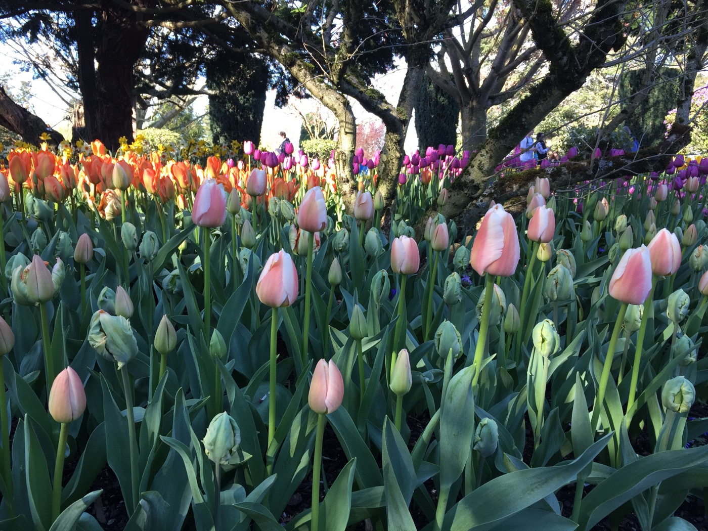 Skagit tulips