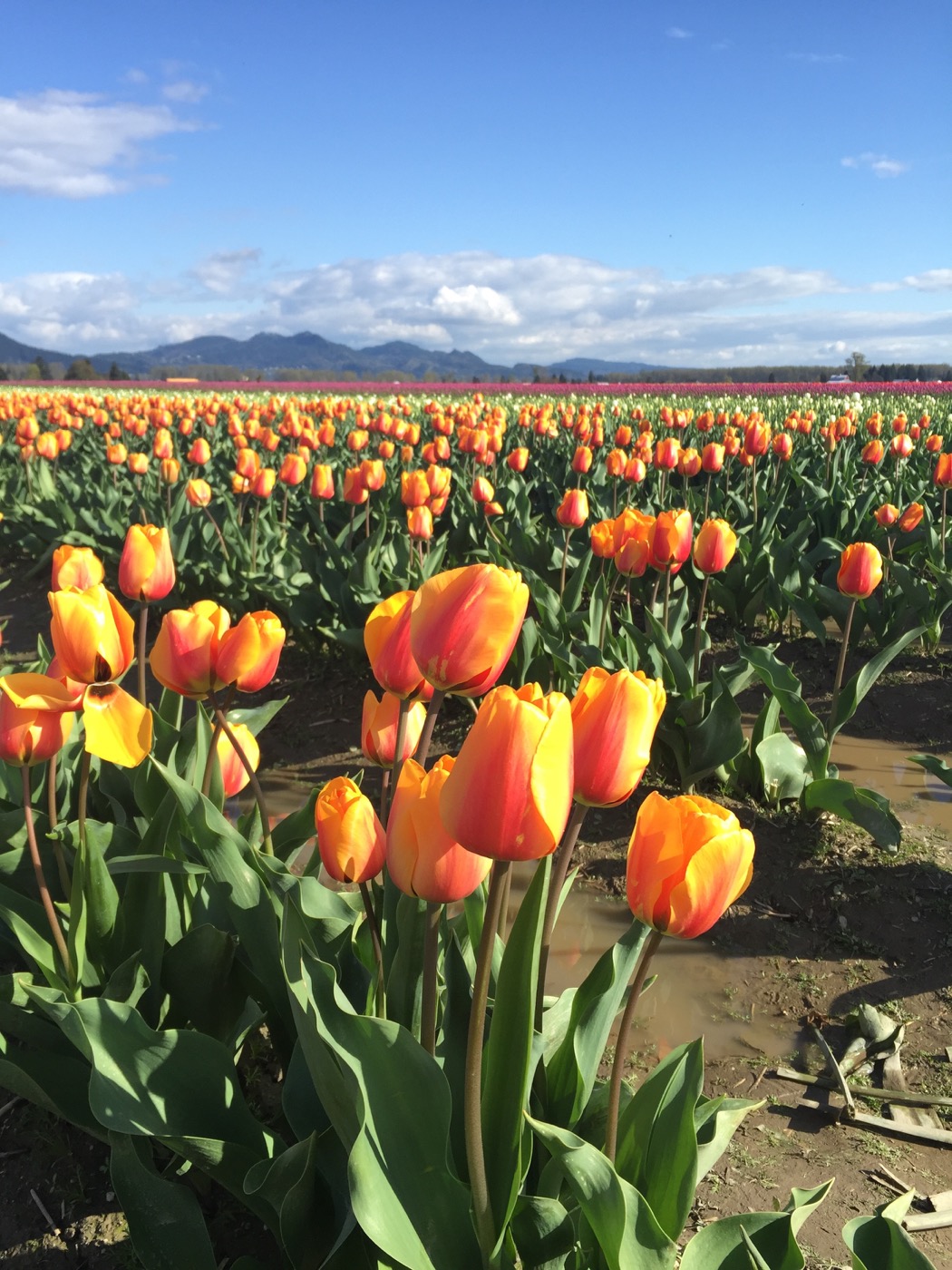 Skagit tulips