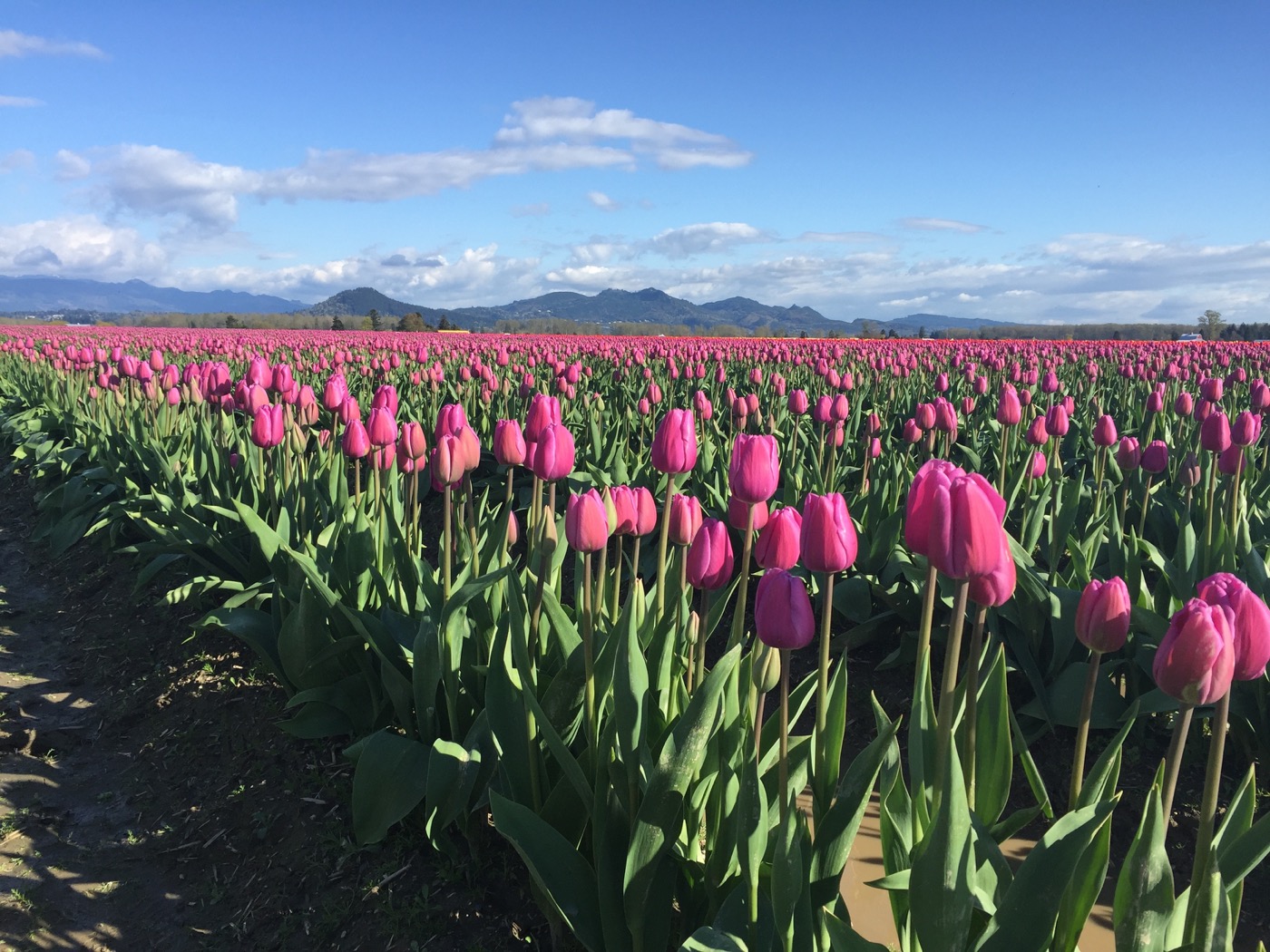 Skagit tulips