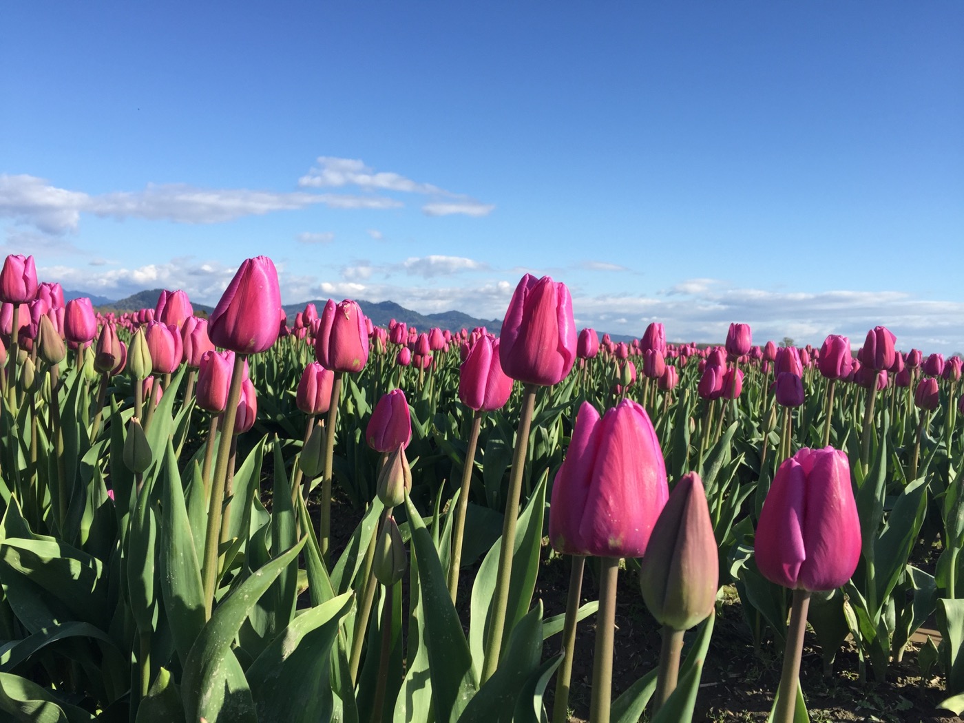 Skagit tulips