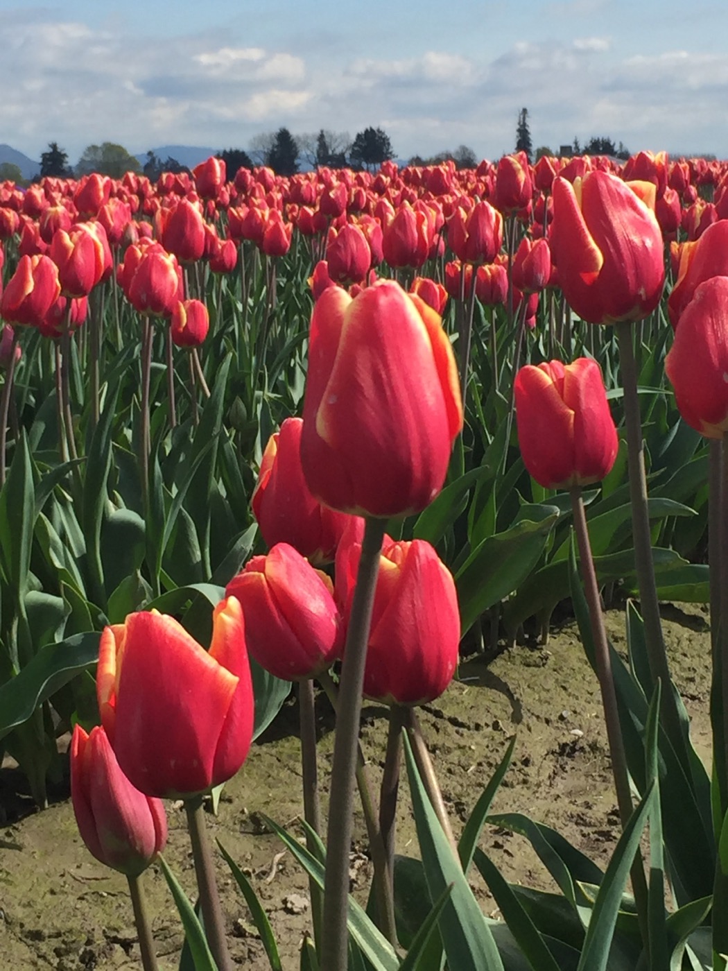 Skagit tulips