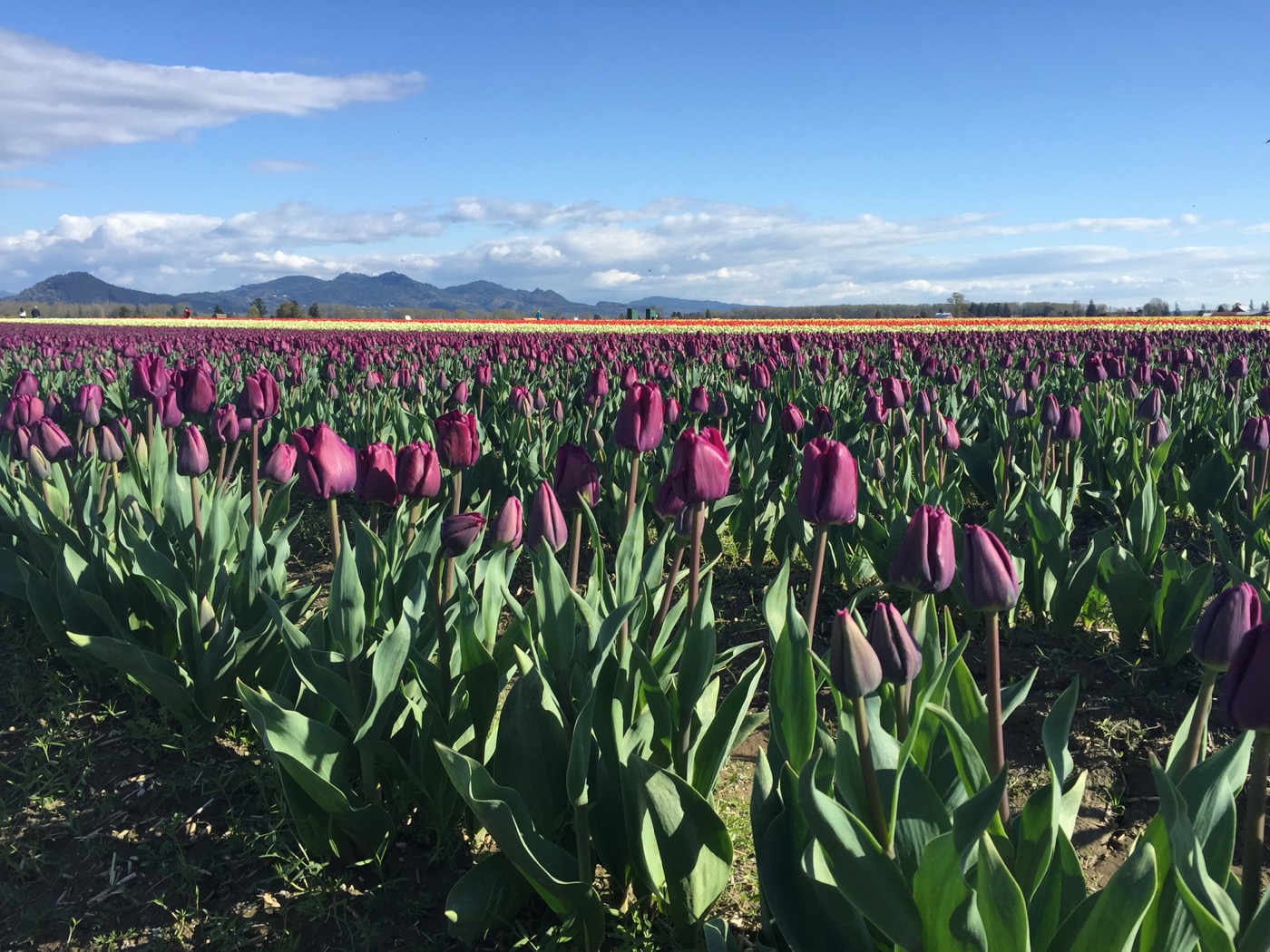 Skagit tulips