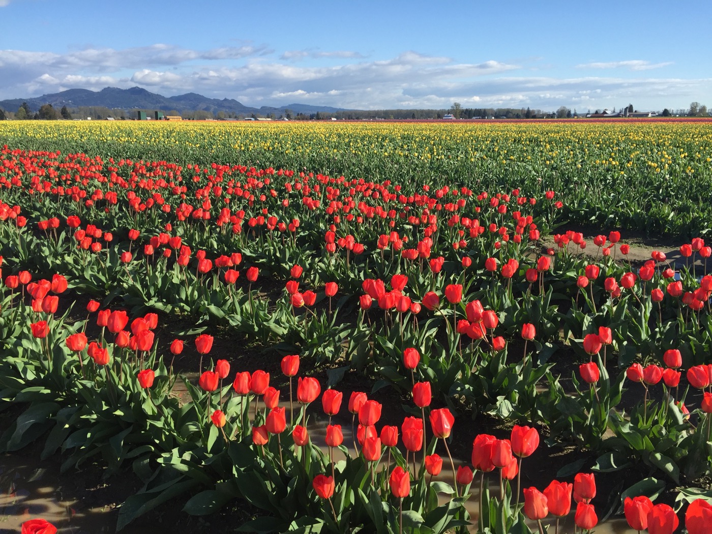 Skagit tulips