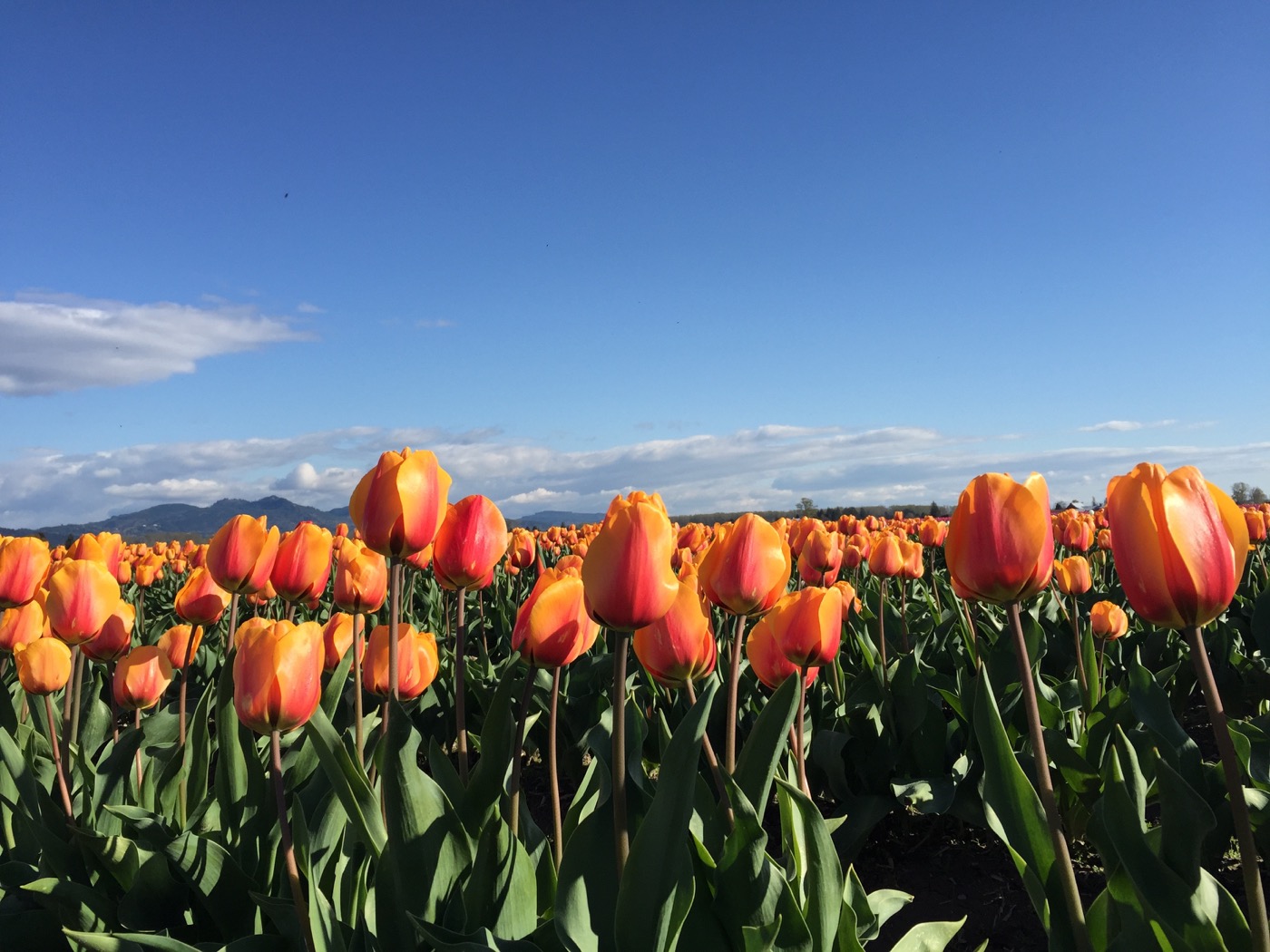 Skagit tulips