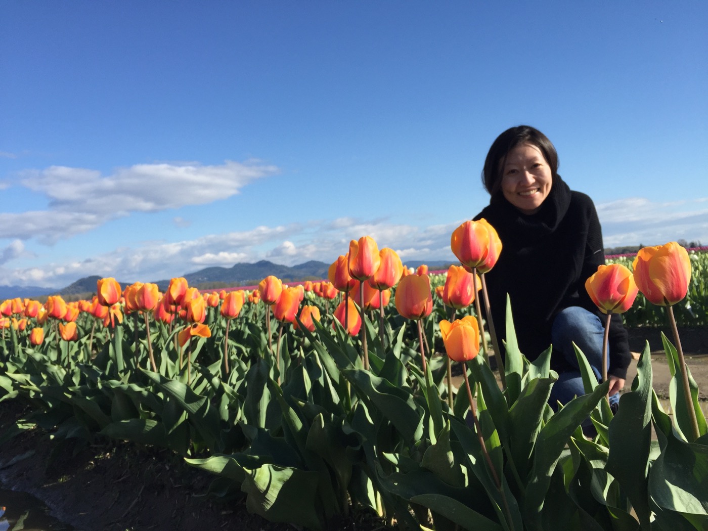 Skagit tulips