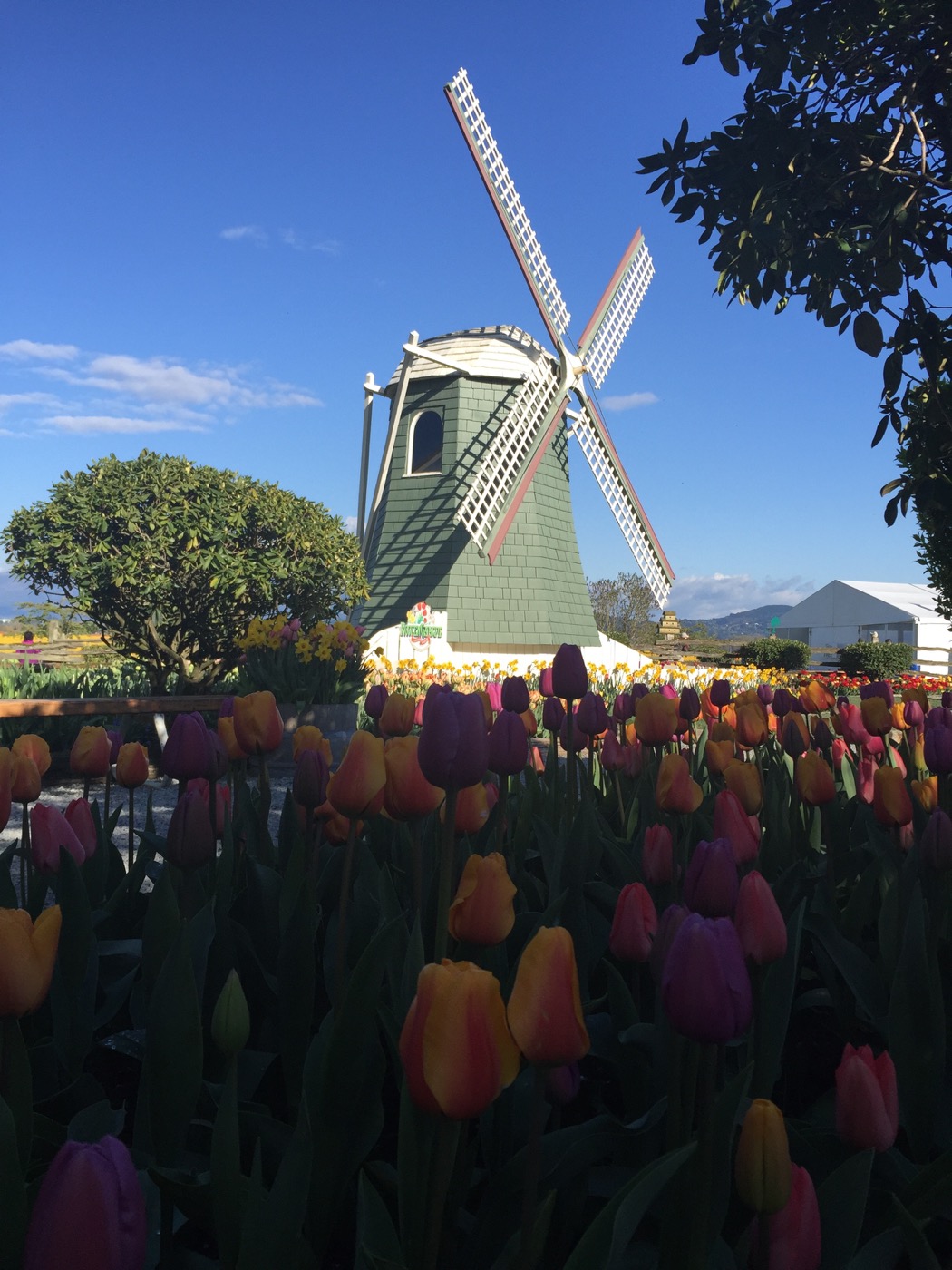 Skagit tulips