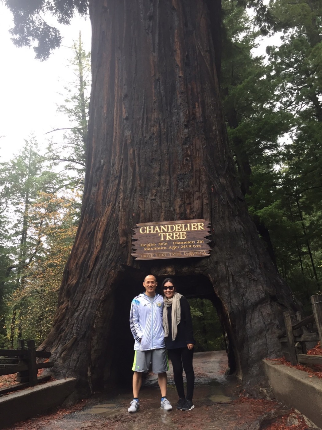 Drive Through Tree 