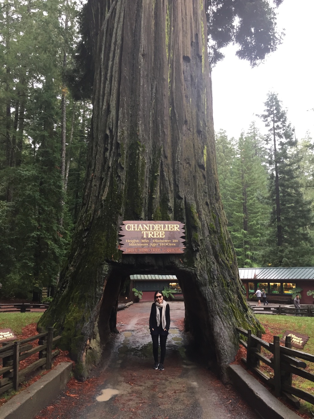 Drive Through Tree 