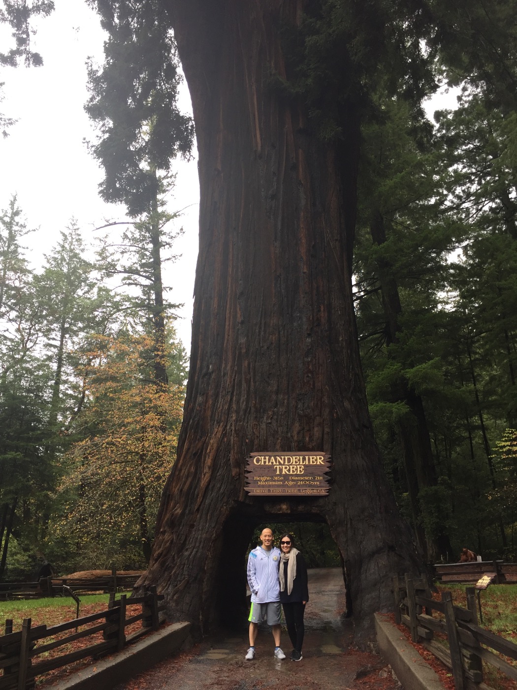 Drive Through Tree 