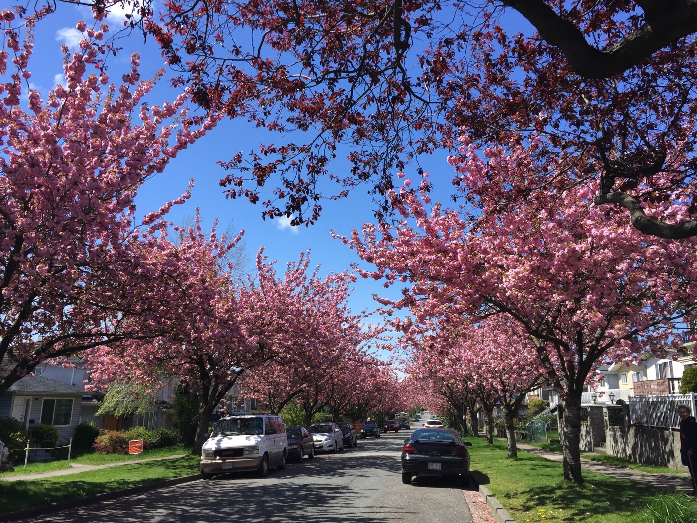 Cherry Blossoms