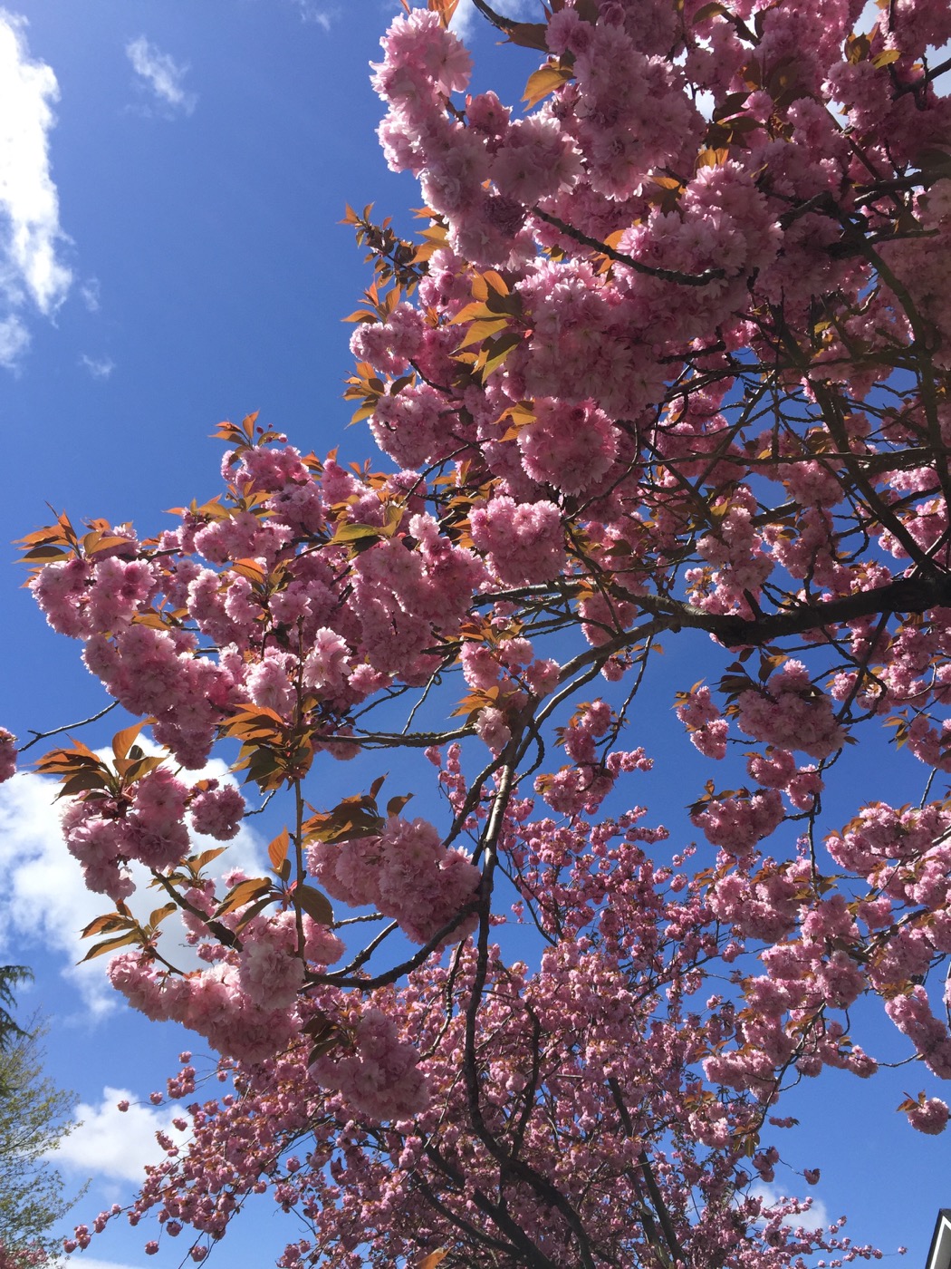 Cherry Blossoms