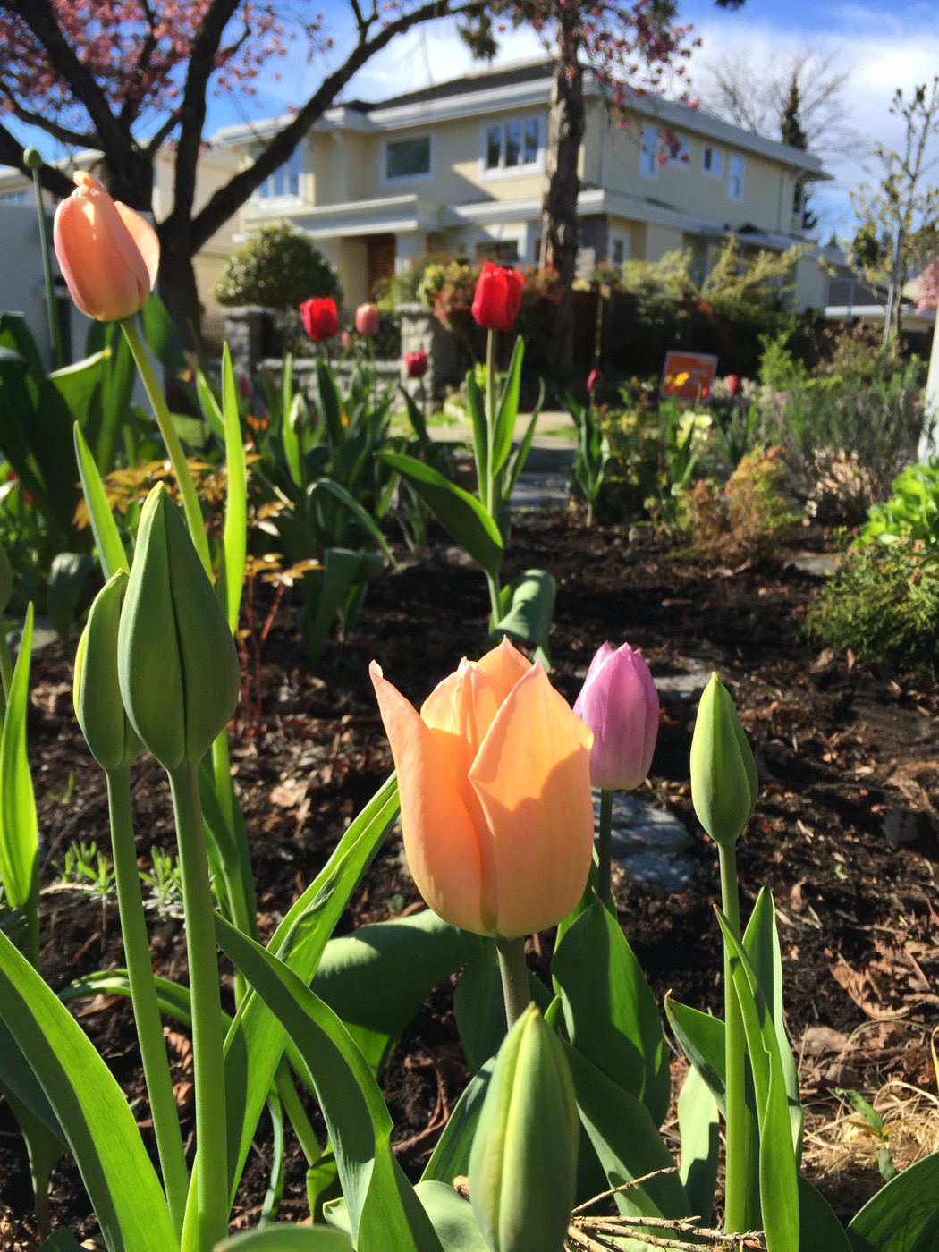 Green Streets gardening