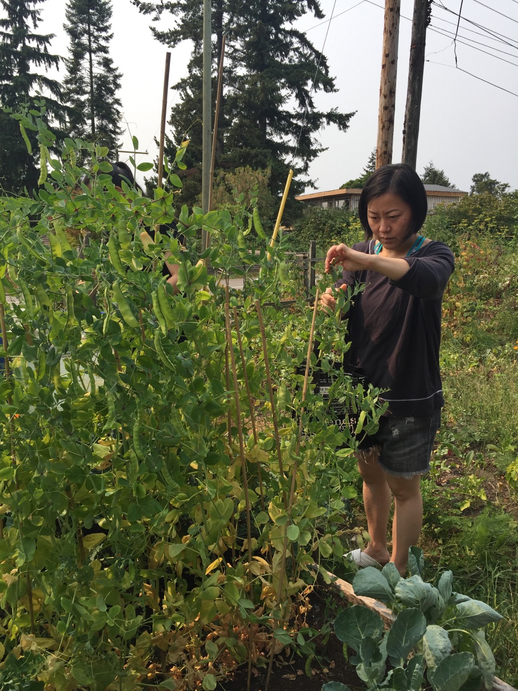 Gardening