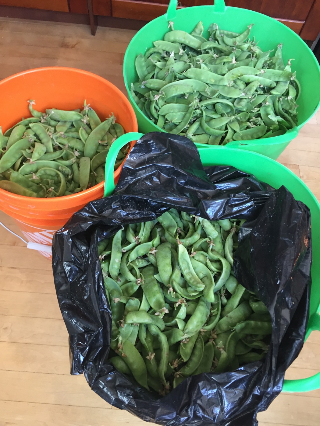 Beans