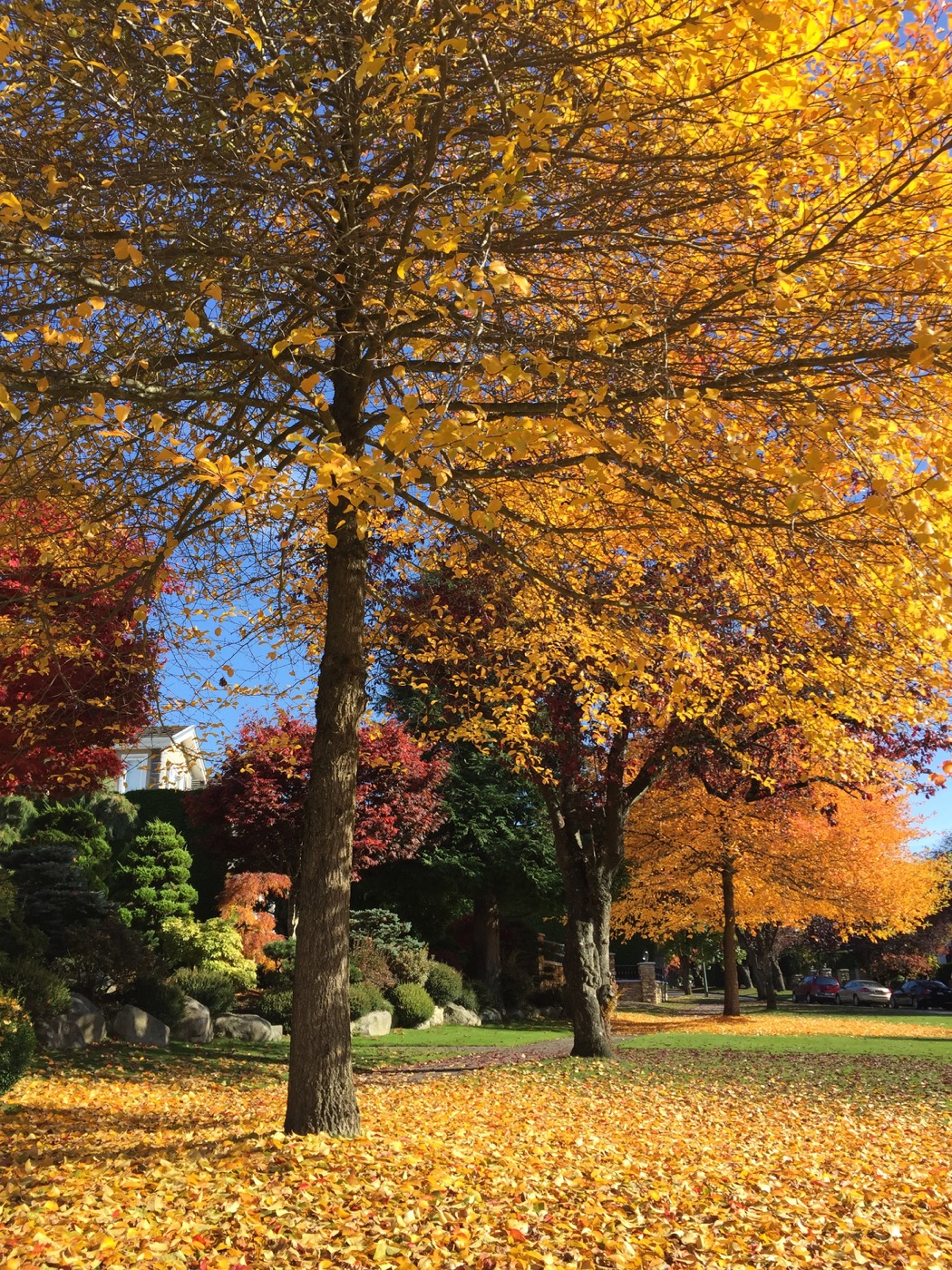 Fall in Vancouver