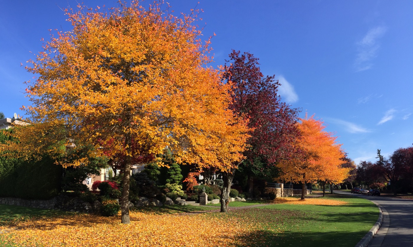 Fall in Vancouver