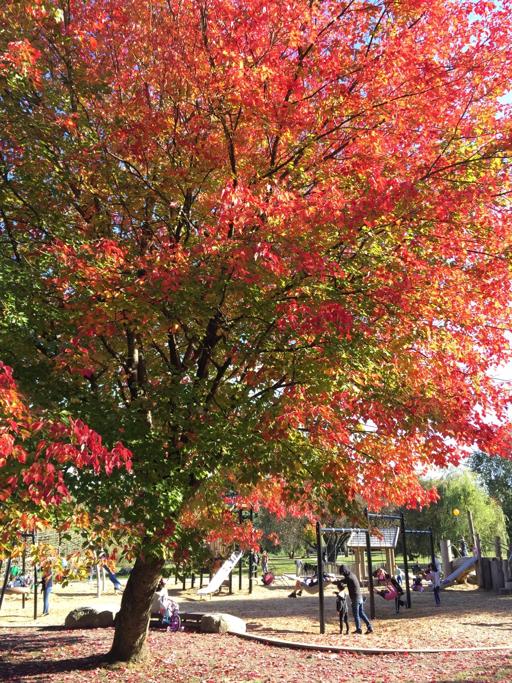 Fall in Vancouver