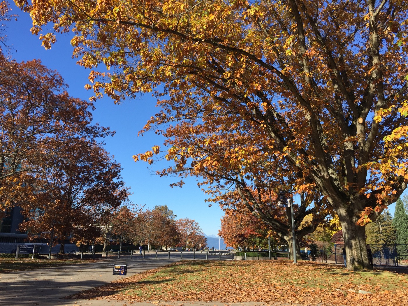 Fall in Vancouver